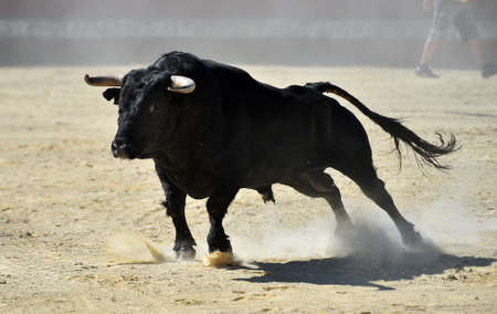 bull in spainの写真素材