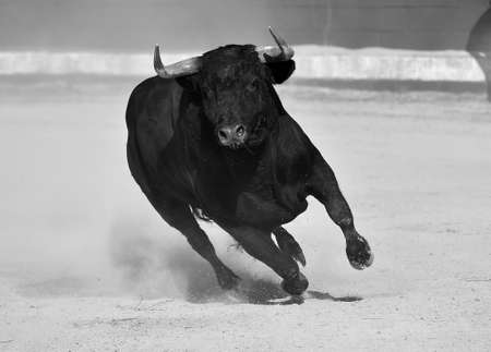 bull blackの写真素材