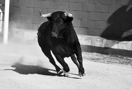 bull running in bullringの写真素材