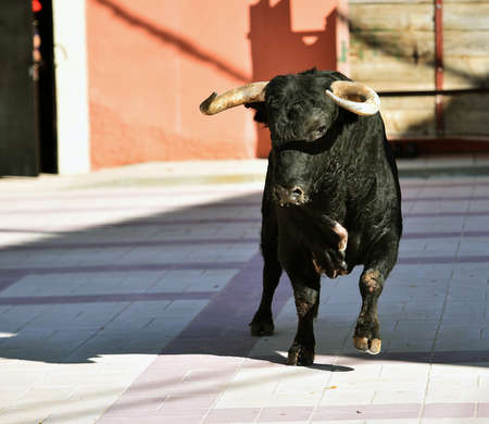 bull with big hornsの写真素材