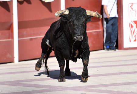 bull black in spainの写真素材
