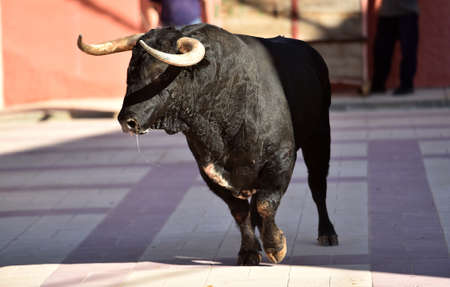 Bull on spain