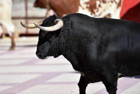 horns of bullの写真素材