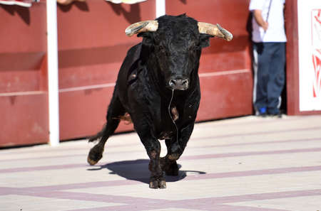 bull in spain with big horns