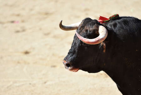 Head of big bullの写真素材