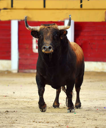 Black bull during spectacle of bullfightの写真素材