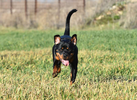 Rottweiler in the green fieldの写真素材