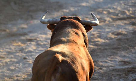 Bull horns in Spainの写真素材
