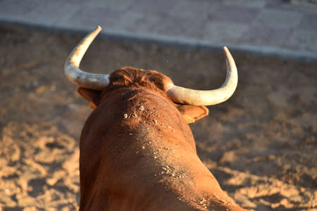 Horns of spanish bullの写真素材
