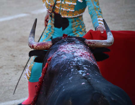 Bull in the bullring on traditional spectacle