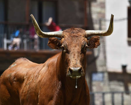 bullの写真素材