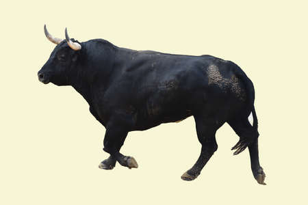 Big bullの写真素材