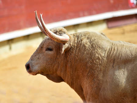 Horns of spanish bull on bullfightの写真素材