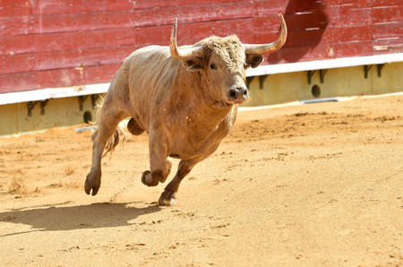 spanish bull running in the spanish bullringの写真素材