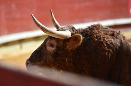 spanish bull running on the bullring in a traditional spectacle of bullfightの写真素材