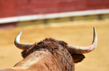 horns of spanish bullの写真素材