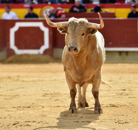 bull running in spanish bullring on a traditional spectacle of bullfightの写真素材
