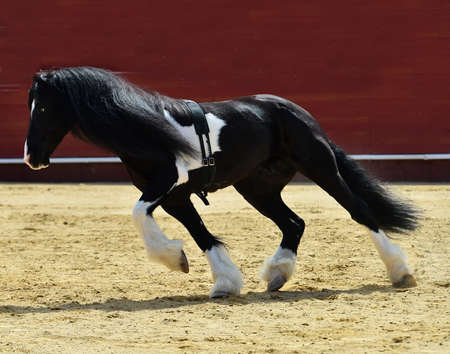 spanish horse in the spanish showの写真素材