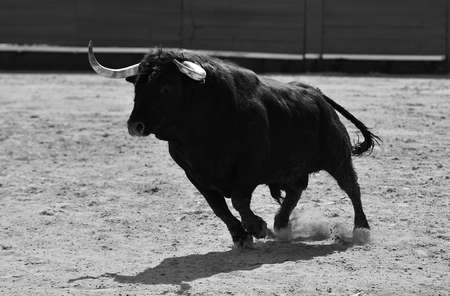 powerful bull in spanish show of bullfight
