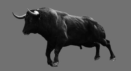 spanish powerful bull with big horns