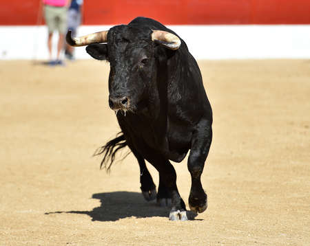 A bravery bull on Spainの写真素材