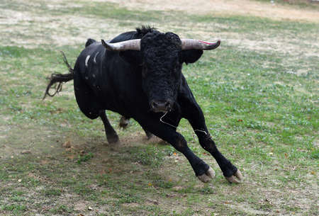 black bull on spain