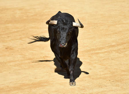 bull on spain with big hornsの写真素材