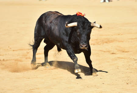 a strong bull on the spanish show of bullfightの写真素材