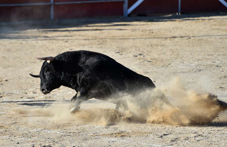 a strong bull on the spanish show of bullfightの写真素材