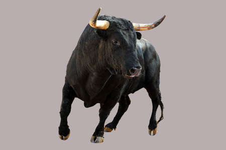 spanish bull with big hornsの写真素材