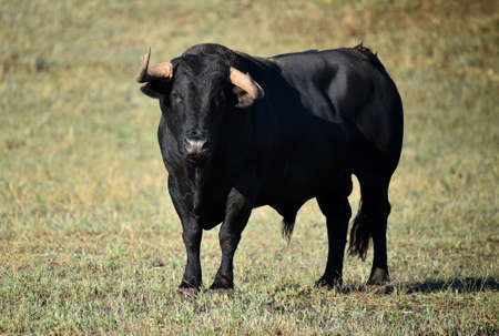 strong bull on the spanish cattle farmの写真素材