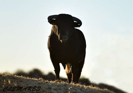 bull on the spanish cattle farmの写真素材