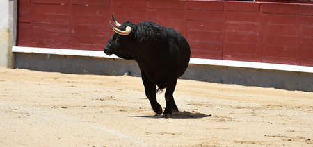 big bull with big horns running on spanish bullringの写真素材