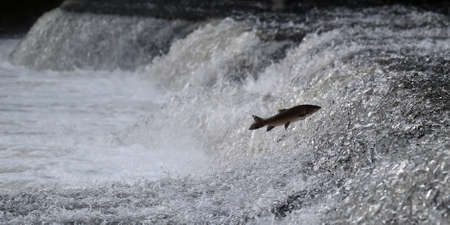 a beautiful waterfall on the river and fishの写真素材