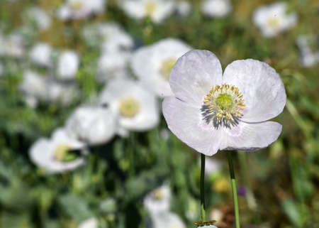 white poppies in the green fieldの写真素材