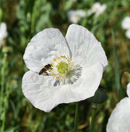 white poppy in the green fieldの写真素材