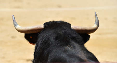 a black bull running on spanish bullringの写真素材
