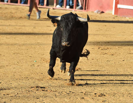 black powerful bull on the spanish bullringの写真素材
