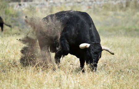 strong black bull on the spanish cattle raisingの写真素材