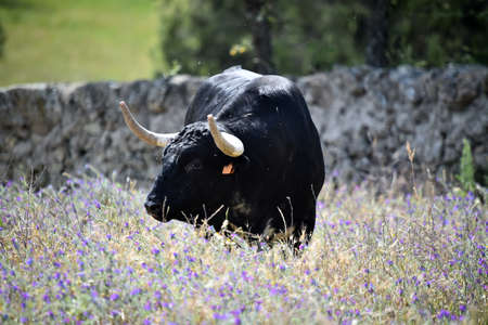 a spanish bull on the cattle farmの写真素材
