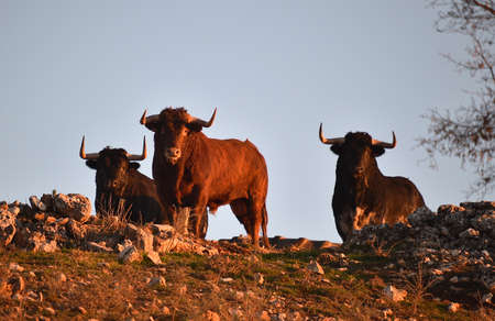 spanish bull on the fieldの写真素材