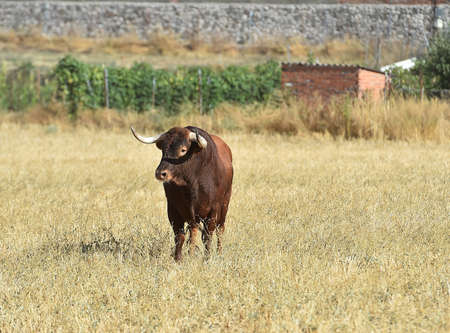 spanish bull with big horns on the fieldの写真素材
