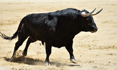 a strong bull on the spanish spectacle of bullfightの写真素材