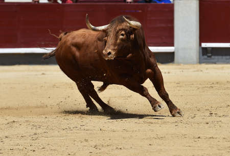a spanish bull with big horn on the bullringの写真素材
