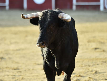 a black bull on the traditional spectacle of bullfight on spainの写真素材