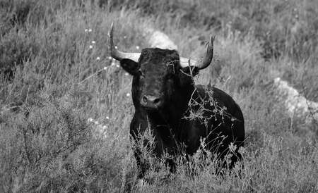 bull on spainの写真素材
