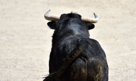black bull running on spanish bullringの写真素材