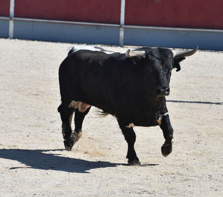 black bull running on spanish bullring