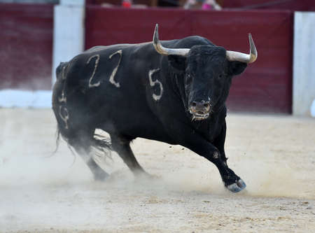 a strong bull with big horns on spanish bullring