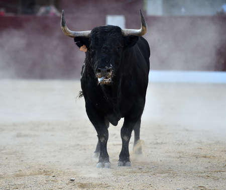 a strong bull with big horns on spanish bullringの写真素材
